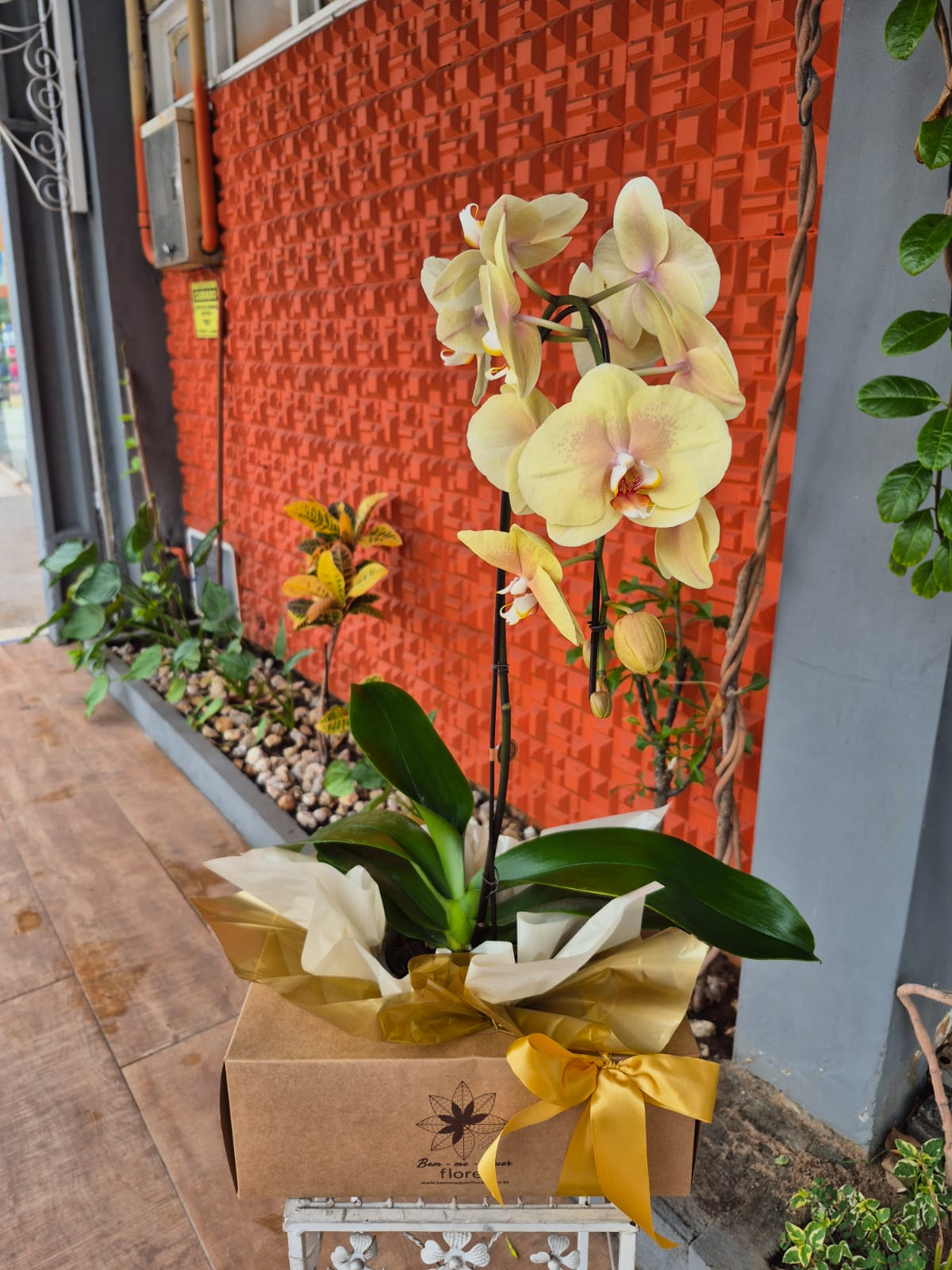 Orqu�dea phalaenopsis amarela