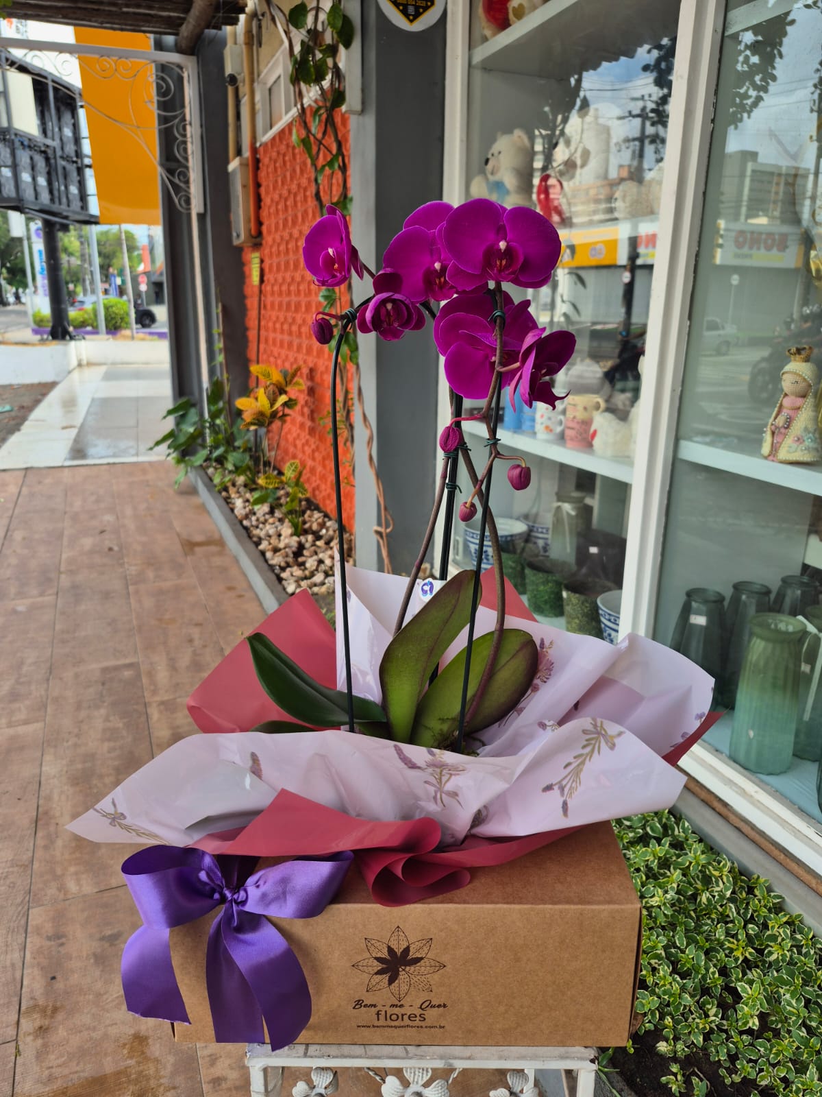 Orqu�dea phalaenopsis lil�s 