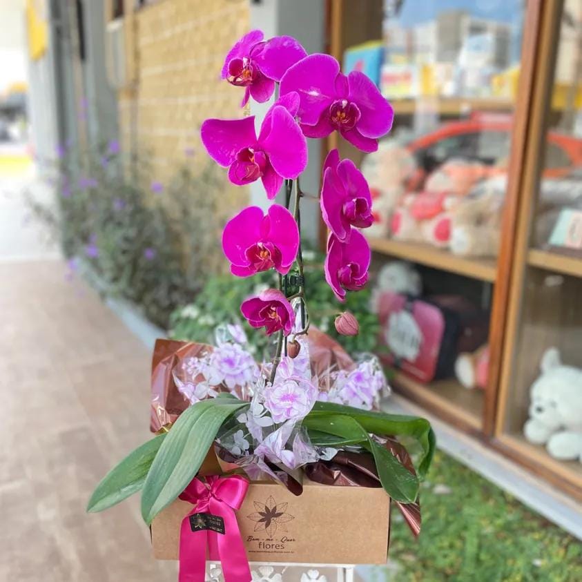Orquídea phalaenopsis  roxa