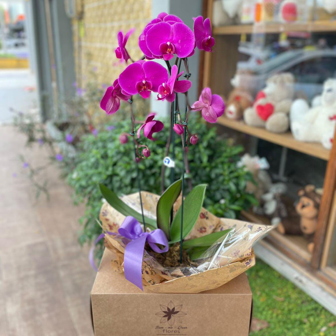 Orquidea phalaenopsis roxa